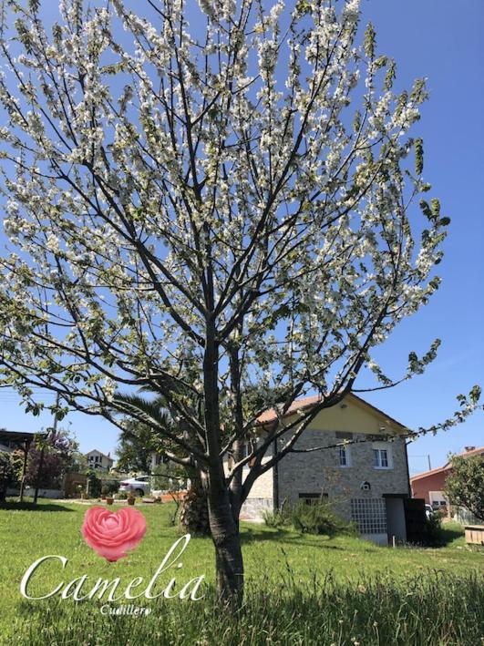 Camelia Casina Rural Villa Albuerne Exterior photo